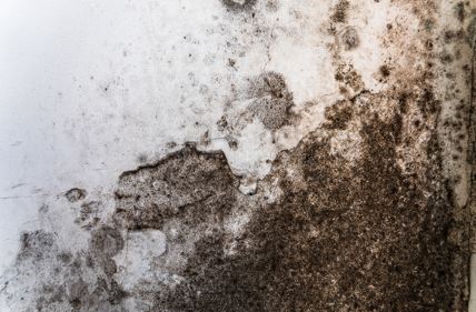 New Service: Mould Testing