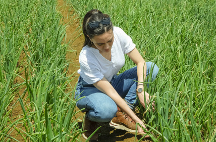 Assurance That Enables Export - A Collaborative Approach to Residue Testing, Assurance, and Market Access for New Zealand Onion Growers